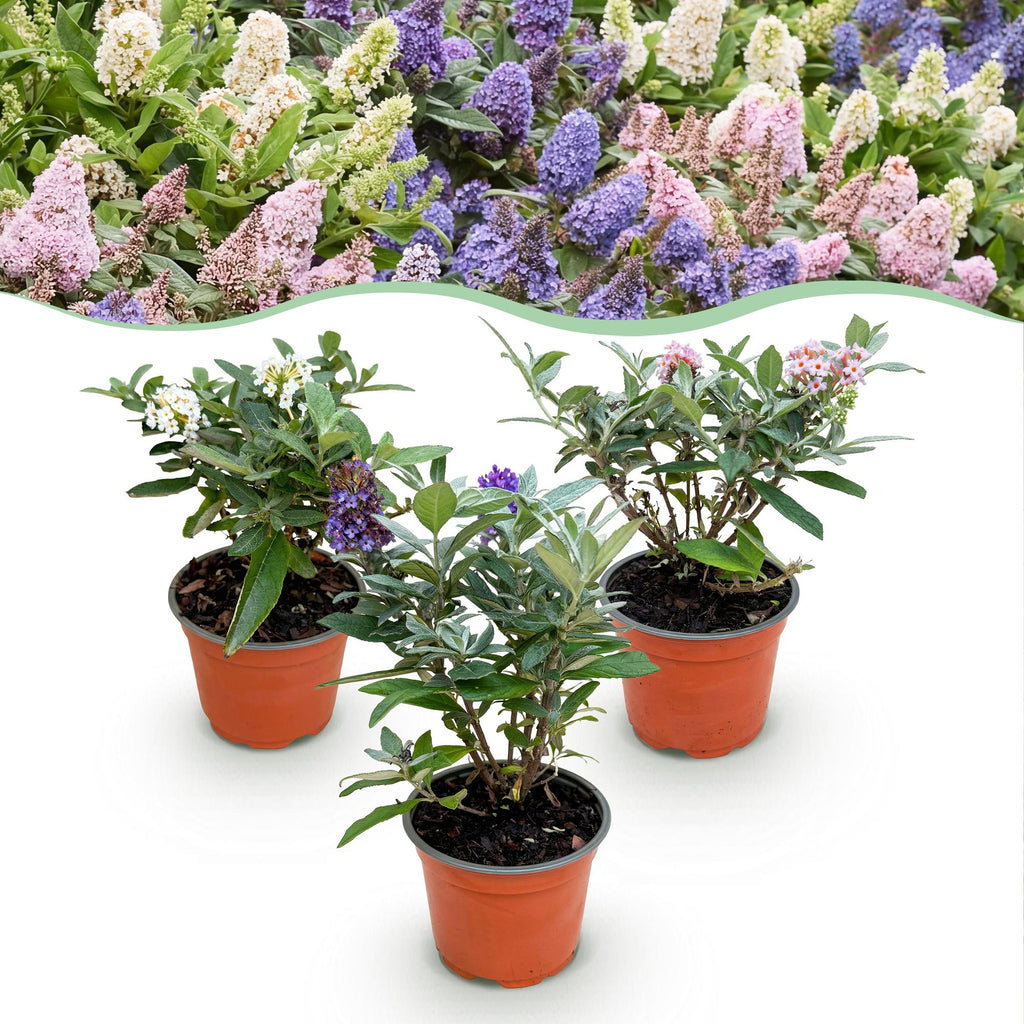 Green boutiQ - Plante de jardin - Buddleja davidii Butterfly Candy Little Tricolour - Arbre aux papillons - Compact - Rose-Blanc-Lilas - 3 Plantes - Pot 12cm - Hauteur 20-25cm