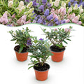 Green boutiQ - Plante de jardin - Buddleja davidii Butterfly Candy Little Tricolour - Arbre aux papillons - Compact - Rose-Blanc-Lilas - 3 Plantes - Pot 12cm - Hauteur 20-25cm