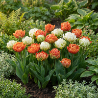 24x Tulipa Candle Light - Tulp Kaarslicht - Diversen - Voorjaarsbloeier - Bolmaat 11/12