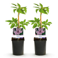 Green boutiQ - Klimplant - Clematis Hagley Hybrid - Bloem Roze - Weinig onderhoud -2 planten -  Pot 11cm Hoogte 40cm