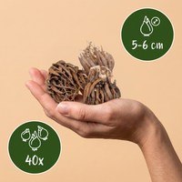 Green boutiQ - Bloembollen - Ranunculus Mix - Diversen Kleuren - 40 stuks - Bolmaat 5/6 - XXL Pack - foto 3