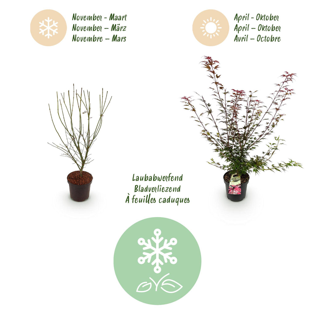 Green boutiQ - Plante de jardin - Acer palmatum Shaina - Érable du Japon - Caduc - Rouge - 1 - Pot 26cm - Hauteur 90cm