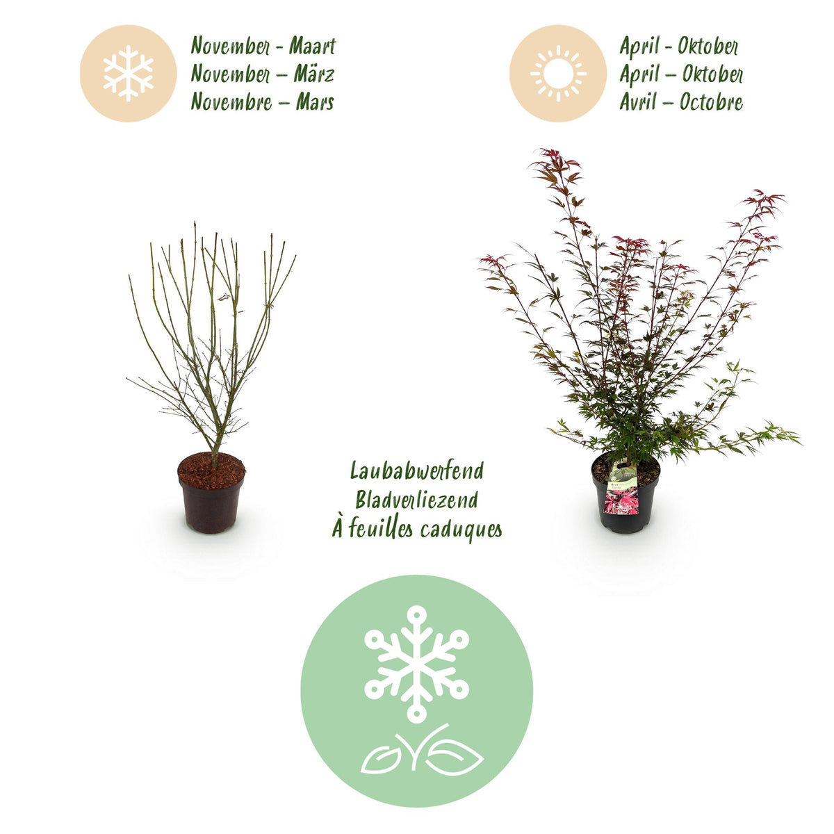 Green boutiQ - Tuinplant - Acer palmatum Shaina - Japanse Esdoorn - Bladverliezend - Rood - 1 - Pot 26cm - Hoogte 90cm