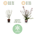 Green boutiQ - Plante de jardin - Acer palmatum Shaina - Érable du Japon - Caduc - Rouge - 1 - Pot 26cm - Hauteur 90cm