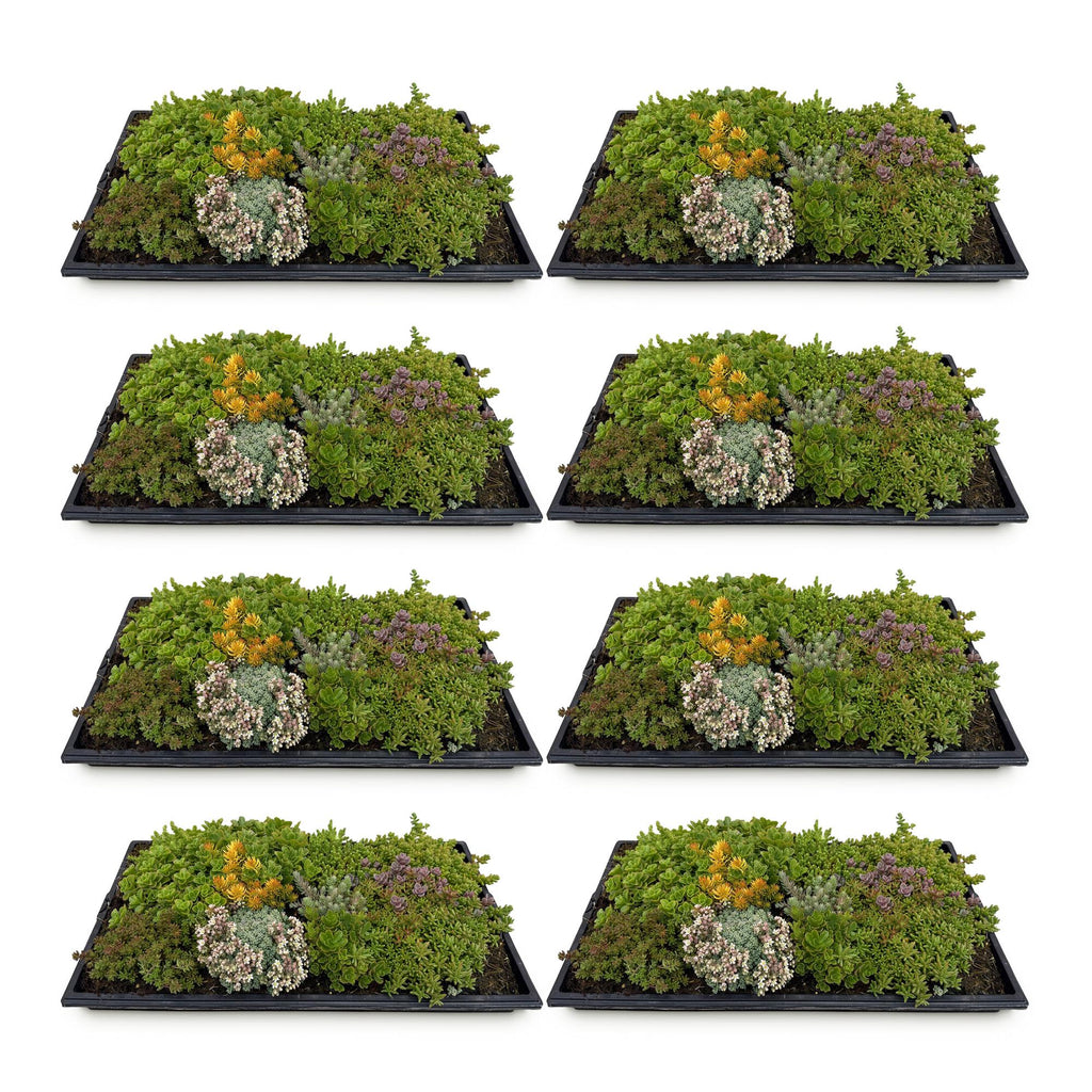 Green boutiQ - Couvre-sol - Résistant à l'hiver - Tapis de Sedum - Composé de 10 espèces - X8 - Peu d'entretien - Longueur 50 Largeur 30