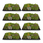 Green boutiQ - Couvre-sol - Résistant à l'hiver - Tapis de Sedum - Composé de 10 espèces - X8 - Peu d'entretien - Longueur 50 Largeur 30