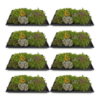 Green boutiQ - Bodembedekker - Winterhard - Sedum mat - Bestaat uit 10 soorten - X8 - Weinig Onderhoud - Lengte 50 Breedte 30