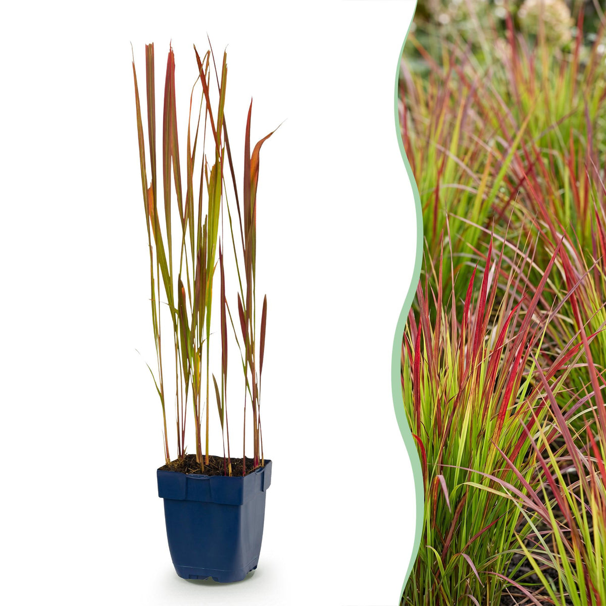 Green boutiQ - Graminées - Imperata cylindrica Red Baron - Herbe sanglante japonaise - Pousses rouges - Rouge - 1 plante - Pot 11cm - Hauteur 15-25cm