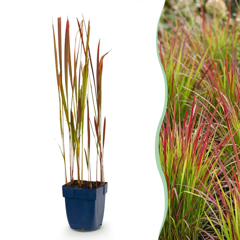 Green boutiQ - Grassen - Imperata cylindrica Red Baron - Japans bloedgras - Rode uitlopers - Rood - 1 Plant - Pot 11cm - Hoogte 15-25cm