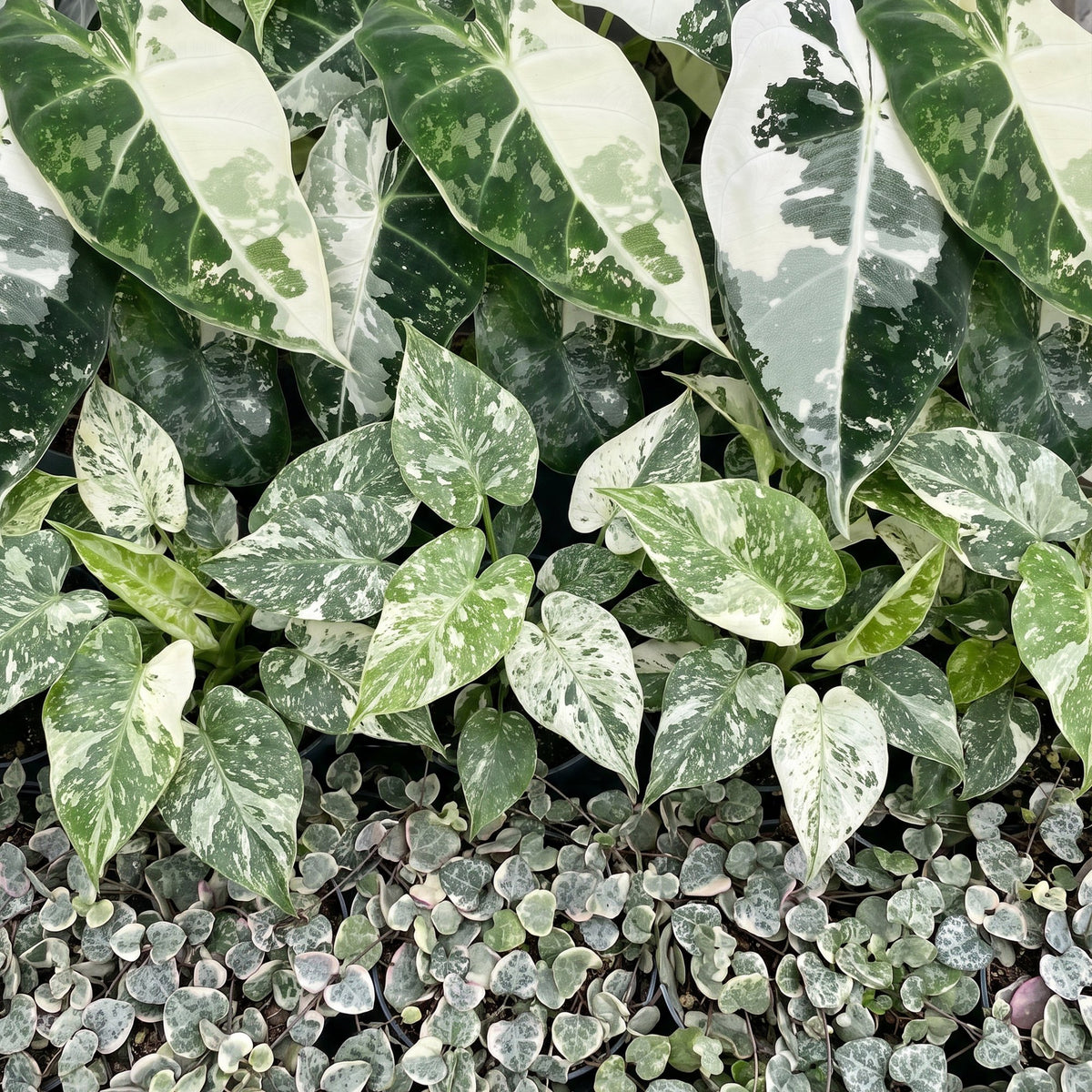 3x Baby Variegata Mix - Various colours - Tropical - Ø6cm - ↕10-15cm