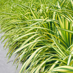 Green boutiQ - Graminées ornementales - Carex oshimensis Evergold - Jaune & Vert - 4 Plantes - Persistant - Peu d'entretien - Pot 17cm Hauteur 50cm
