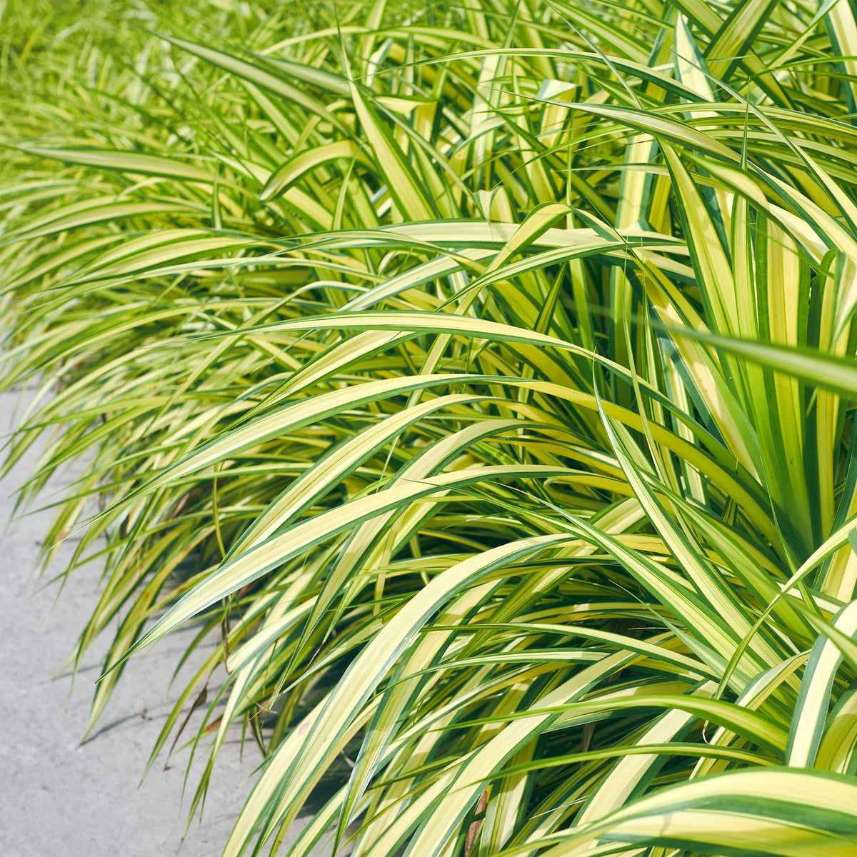 Green boutiQ - Graminées ornementales - Carex oshimensis Evergold - Jaune & Vert - 4 Plantes - Persistant - Peu d'entretien - Pot 17cm Hauteur 50cm
