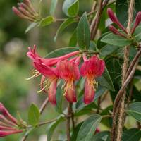 6x Lonicera henryi - Henry's honeysuckle - Yellow - Red - Climber - Ø9cm - ↕35cm