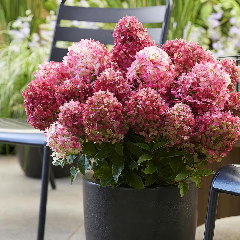 Green boutiQ - Tuinplant - Hydrangea panniculata Living Little Rosy - Pluimhortensia - Winterhard - Roze - 3 Planten - Pot 12cm - Hoogte Hoogte 20-30cm