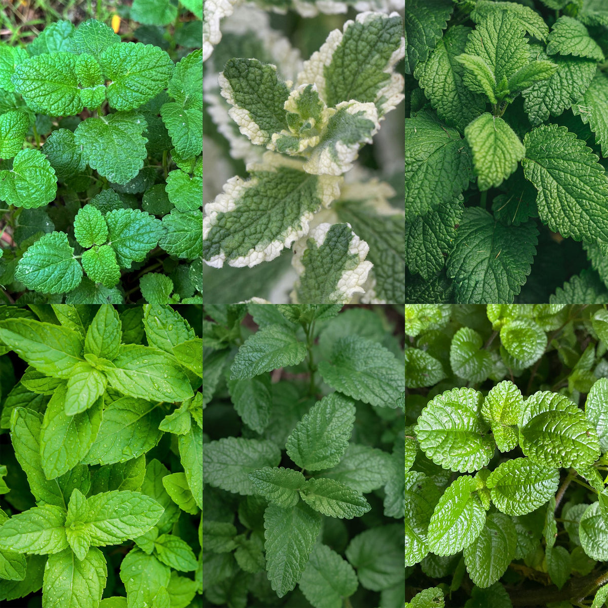 Vasteplant - Borderpakket - Theekruiden - Diversen - Soorten en kleuren - 12 Planten - Pot 11cm - Hoogte 15-25cm