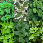 Plante vivace - Kit de bordure - Herbes à thé - Divers - Variétés et couleurs - 12 plantes - Pot 11cm - Hauteur 15-25cm