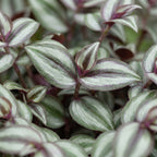 Tradescantia Zebra Pink Joy - Pink Inch Plant - Purple - Pink - Tropical - Ø6cm - ↕5cm