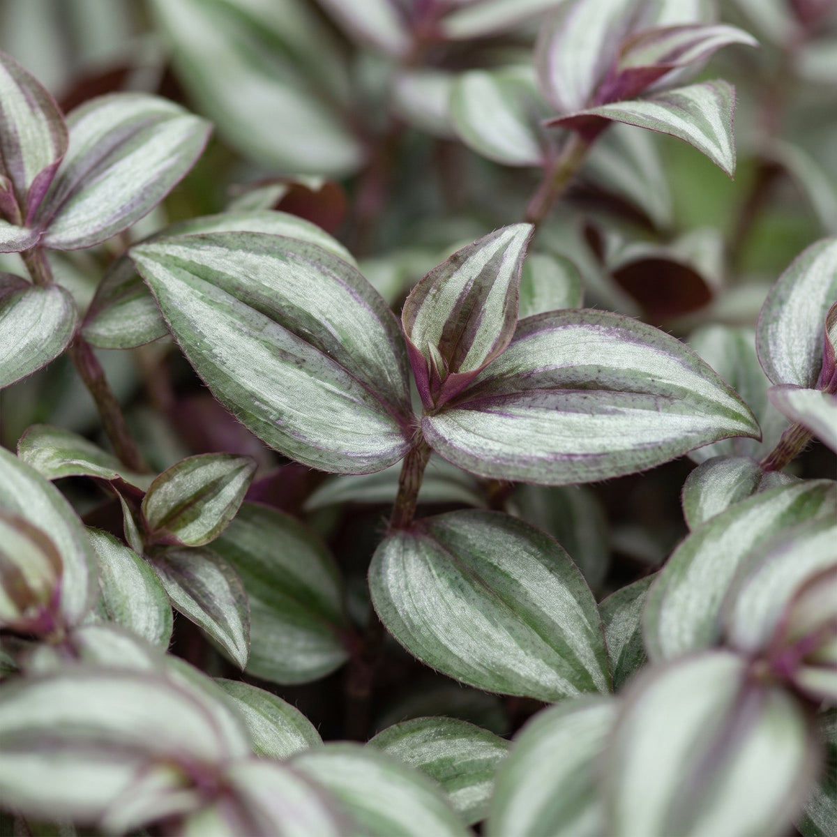 Tradescantia Zebra Pink Joy - Pink Inch Plant - Purple - Pink - Tropical - Ø6cm - ↕5cm