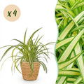 Green boutiQ - Plante d'intérieur - Chlorophytum comosum Variegatum - Phalangère panachée - Plante adaptée aux animaux de compagnie - Vert - 4 plantes - avec panier - Pot 12cm - Hauteur 20cm