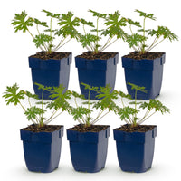 Green boutiQ - Vasteplant - Geranium Johnson's Blue - Ooievaarsbek - Bodembedekkend - Blauw - 6 Planten - Pot 11cm - Hoogte 15-25cm