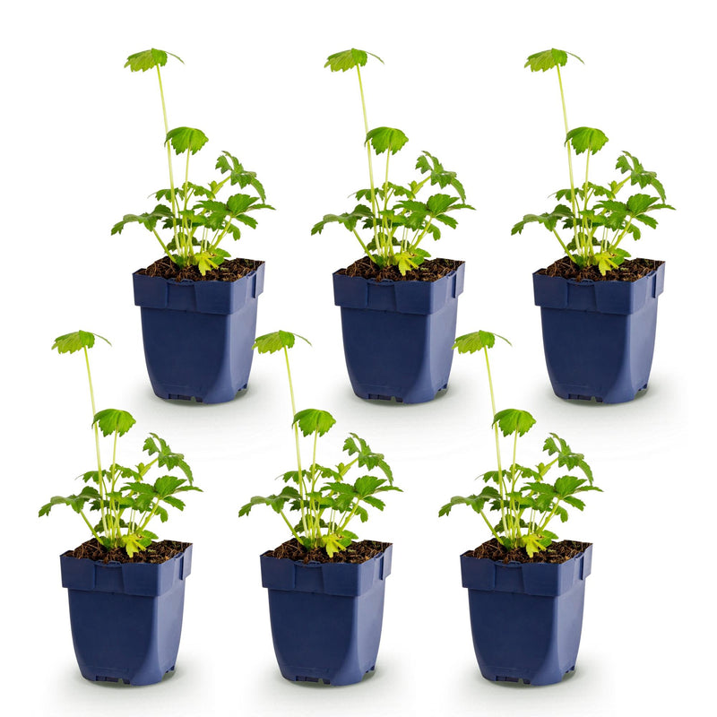 Green boutiQ - Vasteplant - Astrantia major - Sterrenkruid - Schaduw - Wit-Roze - 6 Planten - Pot 11cm - Hoogte 15-25cm
