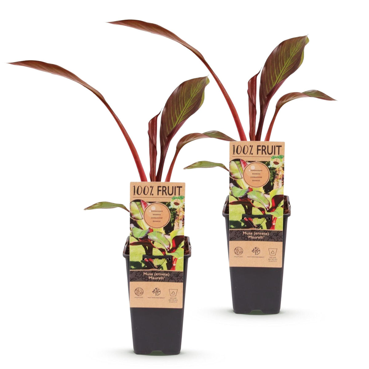 Green boutiQ - Plante fruitière - Musa ensete Maurelli - Bananier - Rustique - Rouge-Vert - 2 Plantes - Pot 15cm - Hauteur 50cm