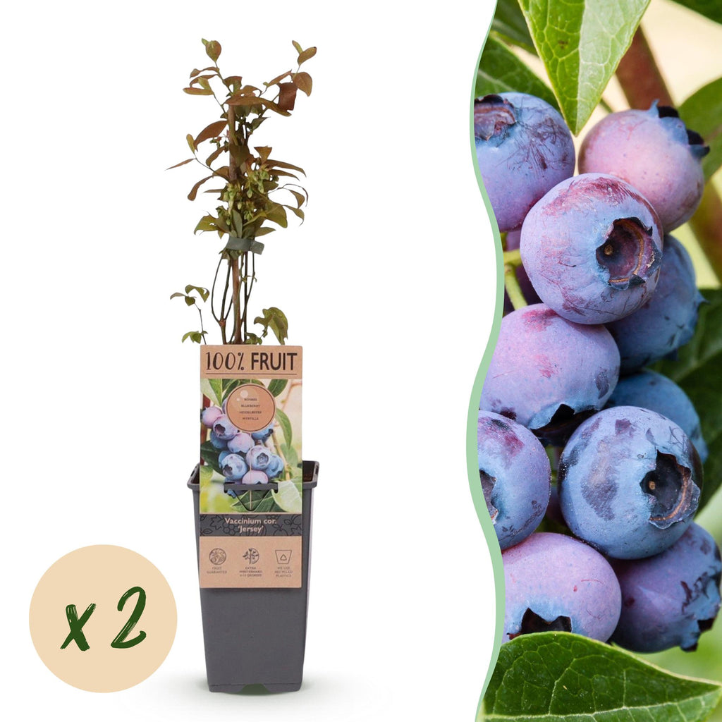 Green boutiQ - Obstpflanze - Vaccinium corymbosum Jersey - Kulturheidelbeere - Winterhart - Blaubeere - 2 Pflanzen - Topf 15cm - Höhe 50cm