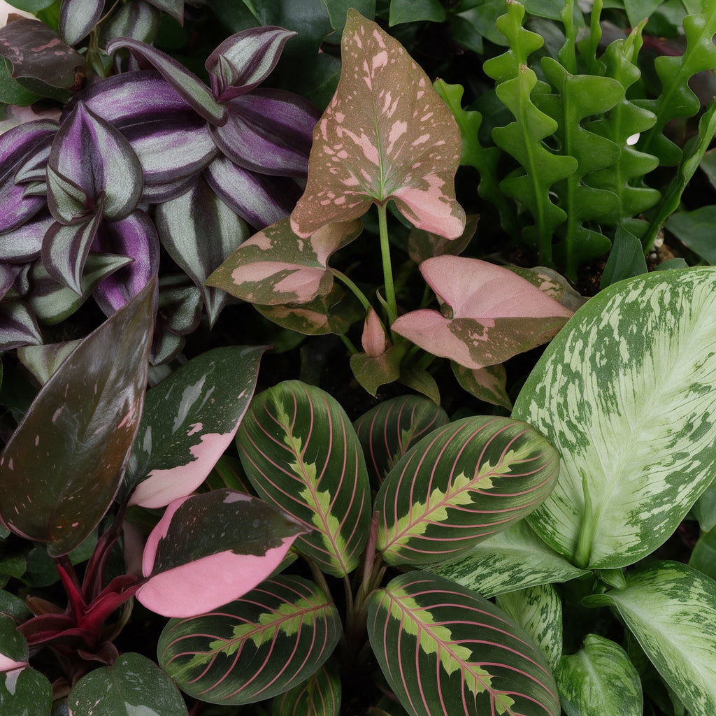 6x Baby Plants Surprise Box - Baby Plants Surprise Box - Various colours - Tropical - Ø6cm - ↕5-15cm