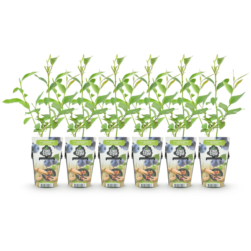 Green boutiQ - Plants fruitiers - Myrtille - Vaccinium corymbosum Goldtraube - Rustique - 6 plantes - Pot 9 cm - Myrtille