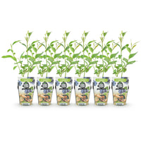 Green boutiQ - Fruitplanten - Blauwe Bes - Vaccinium corymbossum Goldtraube - Winterhard - 6 Planten - Pot 9 cm - Blauwe Bes