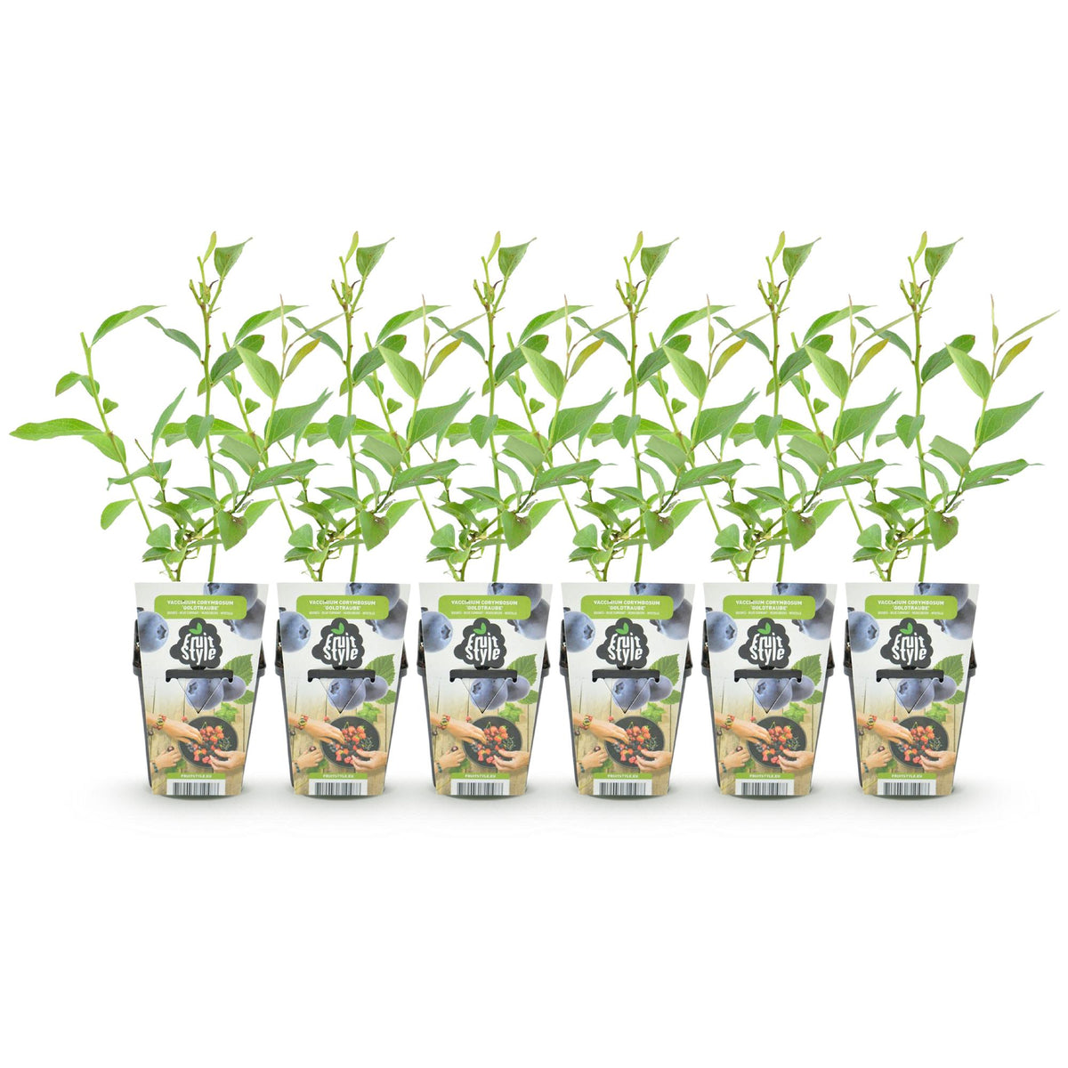 Green boutiQ - Plants fruitiers - Myrtille - Vaccinium corymbosum Goldtraube - Rustique - 6 plantes - Pot 9 cm - Myrtille