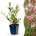 Green boutiQ - Stauden - Gaura lindh. Florgauros - Prachtkerze - Bienen- und Schmetterlingsmagneten - Rosa - 24 Pflanzen - Topf 11cm - Höhe 15-25cm