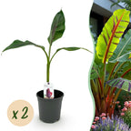 Green boutiQ - Obstpflanze - Bananenpflanze - Musa sikkimensis Red Tiger - Winterhart - 2 Pflanzen - Topf 17cm Höhe 40cm
