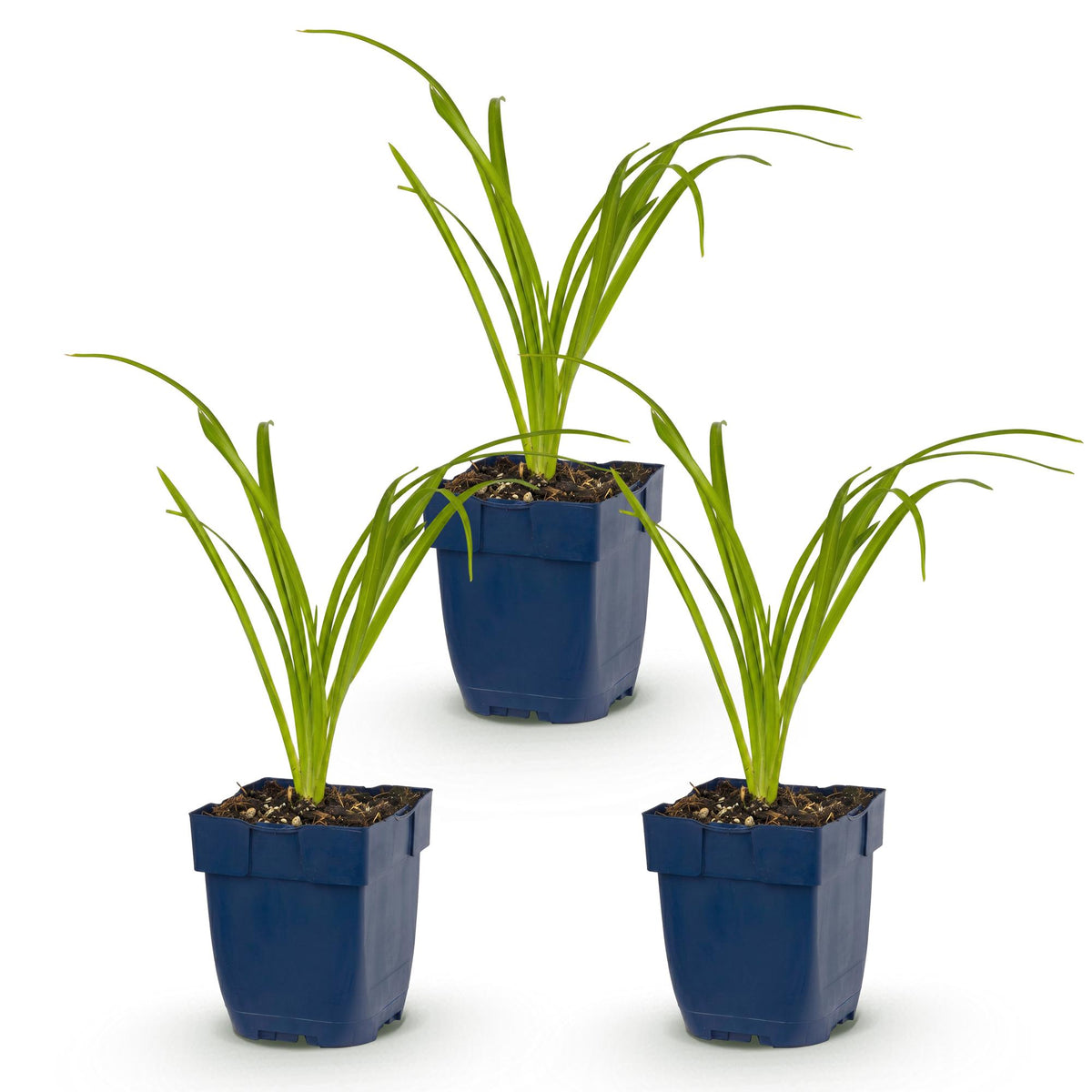 Green boutiQ - Stauden - Hemerocallis Arctic Snow - Taglilie - Bienen- und Schmetterlingsmagnet - Creme - 3 Pflanzen - 11cm Topf - Höhe 15-25cm