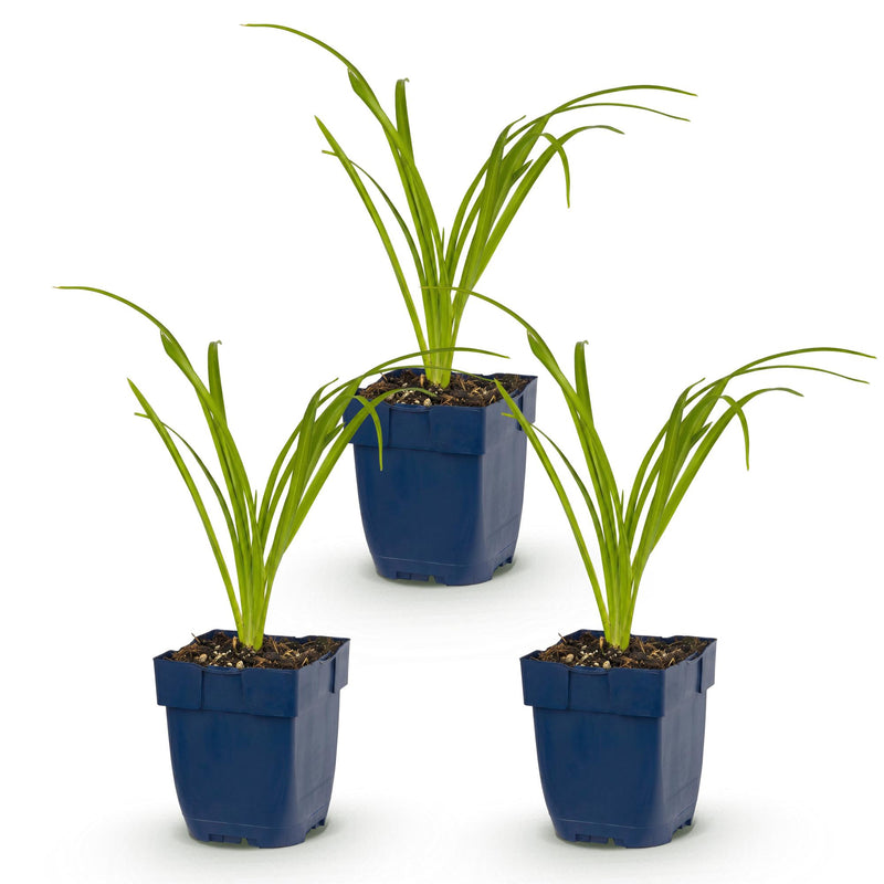 Green boutiQ - Vasteplant - Hemerocallis Arctic Snow - Daglelie - Bijen en Vlinderlokkers - Creme - 3 Planten - Pot 11cm - Hoogte 15-25cm