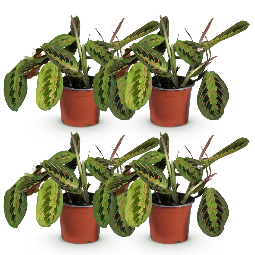 Green boutiQ - Zimmerpflanze - Maranta Fascinator Tricolour - Gebetspflanze - Haustierfreundlich - Grün - 4 Pflanzen - Topf 12cm - Höhe 30-35cm