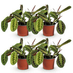 Green boutiQ - Zimmerpflanze - Maranta Fascinator Tricolour - Gebetspflanze - Haustierfreundlich - Grün - 4 Pflanzen - Topf 12cm - Höhe 30-35cm