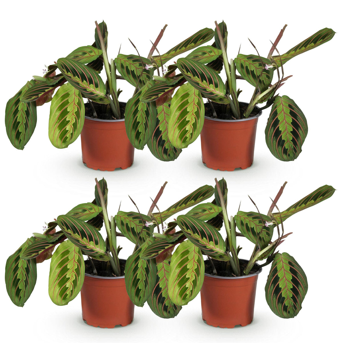 Green boutiQ - Zimmerpflanze - Maranta Fascinator Tricolour - Gebetspflanze - Haustierfreundlich - Grün - 4 Pflanzen - Topf 12cm - Höhe 30-35cm