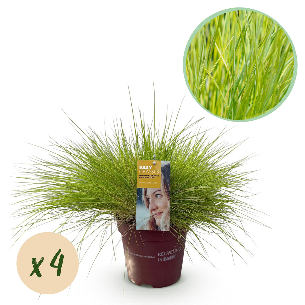 Green boutiQ - Graminées Ornementales - Festuca glauca Golden Toupee - Jaune - 4 Plantes - Persistant - Peu d'Entretien - Pot 17cm Hauteur 50cm