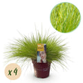 Green boutiQ - Graminées Ornementales - Festuca glauca Golden Toupee - Jaune - 4 Plantes - Persistant - Peu d'Entretien - Pot 17cm Hauteur 50cm