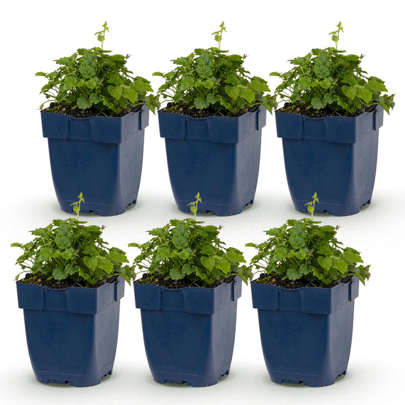 Green boutiQ - Vasteplant - Campanula posch. Lisduggan Variety - Ridderspoor - Bodembedekkend - Wit - 6 Planten - Pot 11cm - Hoogte 15-25cm