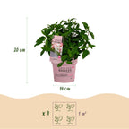 Green boutiQ - Gartenpflanze - Hydrangea paniculata Groundbreaker Blush - Rispenhortensie - Winterhart - Rosa - 2 Pflanzen - Topf 14cm - Höhe 20-25cm