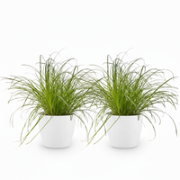 Green boutiQ - Kamerplant - Cyperus alternifolius Zumula - Kattengras - Huisdiervriendelijke Plant - Groen - 2 Planten - met Potter Wit - Pot 12cm - Hoogte 20cm
