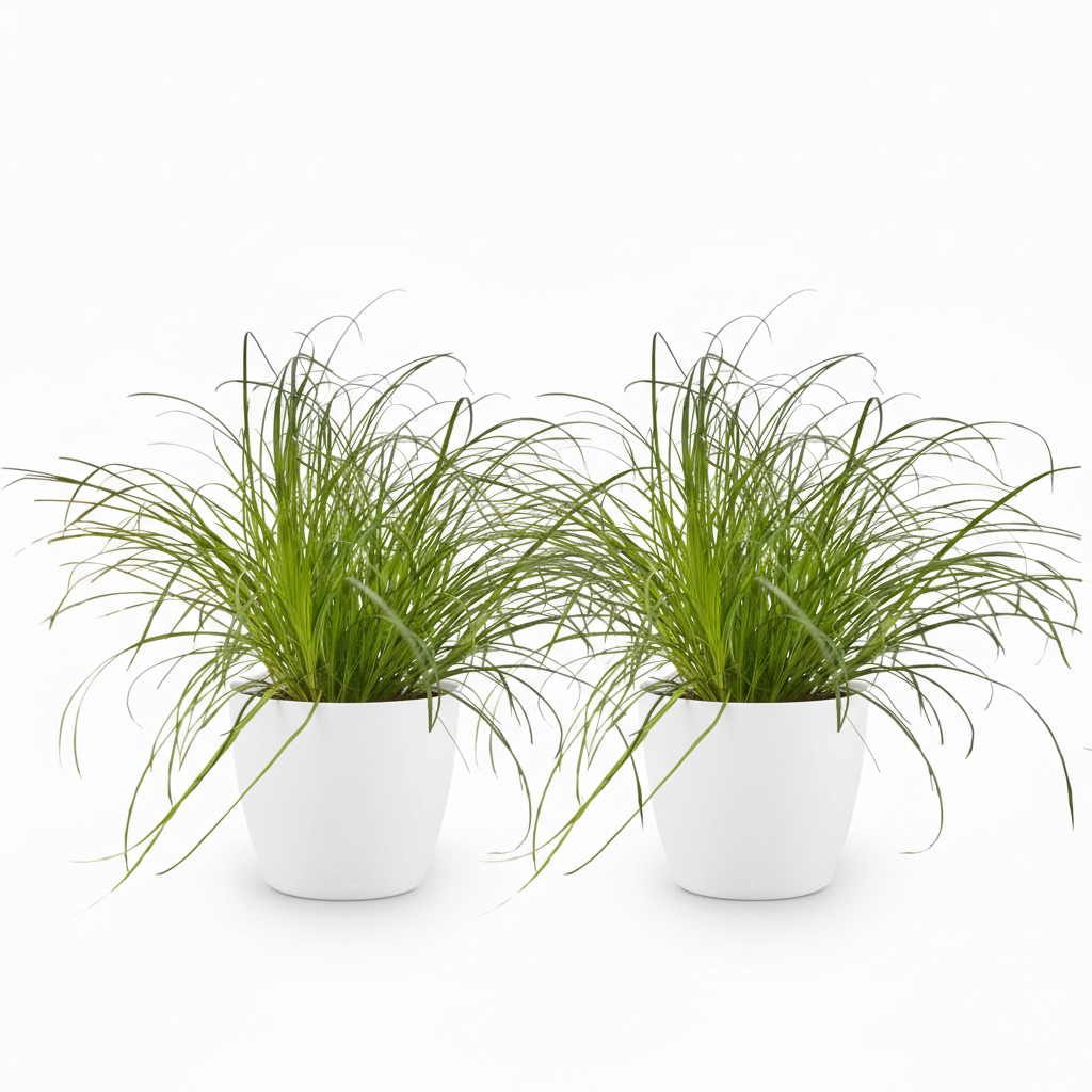 Green boutiQ - Plante d'intérieur - Cyperus alternifolius Zumula - Herbe à chat - Plante adaptée aux animaux de compagnie - Vert - 2 Plantes - avec Cache-pot Blanc - Pot 12cm - Hauteur 20cm