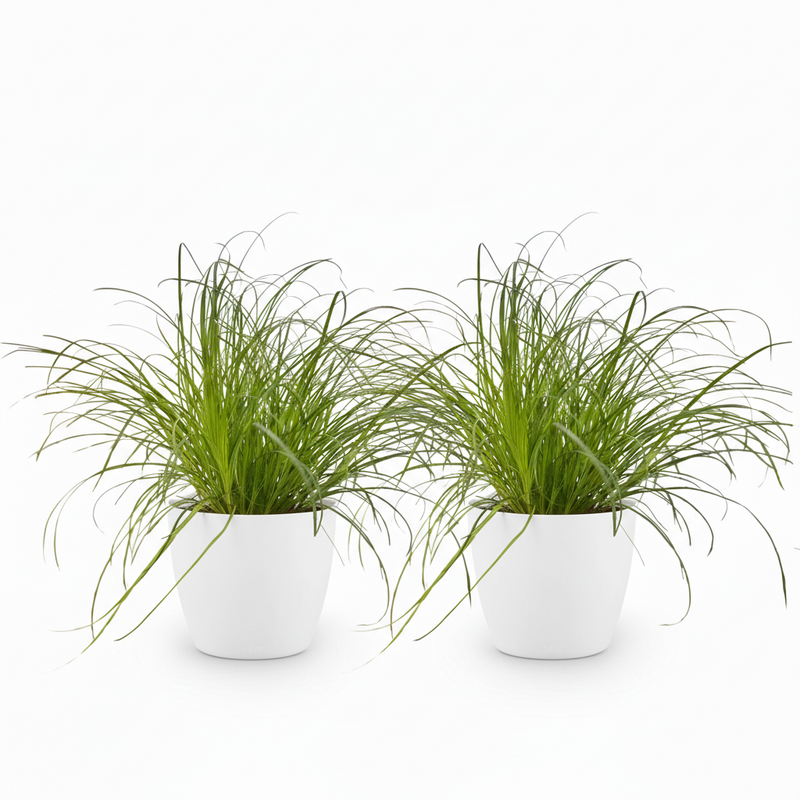 Green boutiQ - Kamerplant - Cyperus alternifolius Zumula - Kattengras - Huisdiervriendelijke Plant - Groen - 2 Planten - met Potter Wit - Pot 12cm - Hoogte 20cm