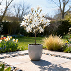 Green boutiQ - Plante sur tige - Magnolia stellata - Plante de terrasse - Caduc - Rustique - Fleur blanche - Pot 19cm Hauteur 90cm