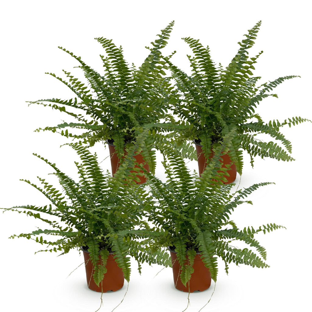 Green boutiQ - Zimmerpflanze - Nephrolepsis exaltata Green Lady - Farn - Haustierfreundlich - Grün - 4 Pflanzen - Topf 12cm - Höhe 28-30cm