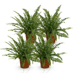 Green boutiQ - Zimmerpflanze - Nephrolepsis exaltata Green Lady - Farn - Haustierfreundlich - Grün - 4 Pflanzen - Topf 12cm - Höhe 28-30cm