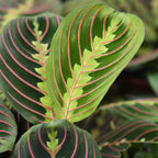 Green boutiQ - Zimmerpflanze - Maranta Fascinator Tricolour - Gebetspflanze - Haustierfreundliche Pflanze - Grün - 1 Pflanze - mit Topf Grau - Topf 12cm - Höhe 25cm