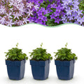 Green boutiQ - Stauden - Campanula portenschlagiana Tricolour - Dalmatiner-Glockenblume - Bodendeckend - Violett - Rosa - Weiß - 6 Pflanzen - Topf 11cm - Höhe 15-25cm